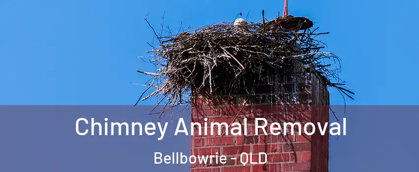 Chimney Animal Removal Bellbowrie - QLD