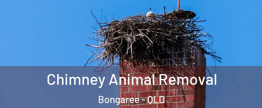 Chimney Animal Removal Bongaree - QLD