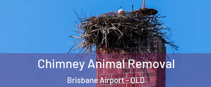 Chimney Animal Removal Brisbane Airport - QLD