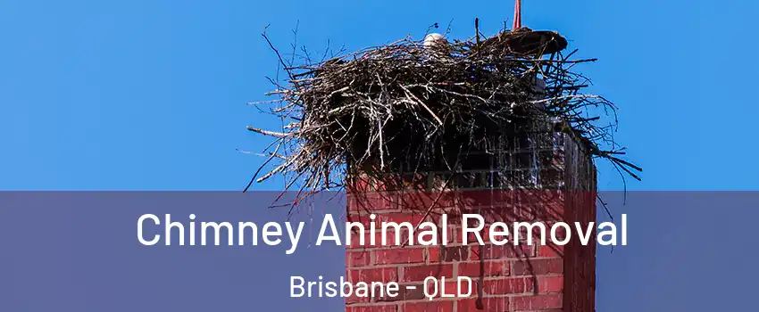 Chimney Animal Removal Brisbane - QLD
