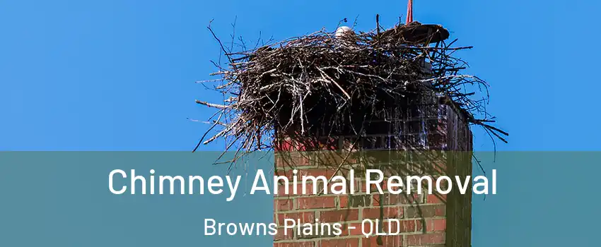 Chimney Animal Removal Browns Plains - QLD
