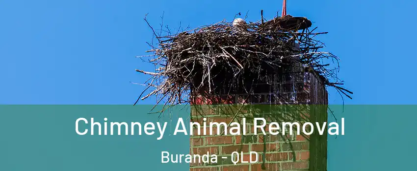 Chimney Animal Removal Buranda - QLD