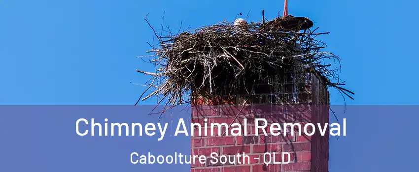 Chimney Animal Removal Caboolture South - QLD
