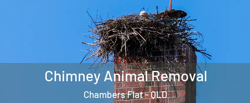 Chimney Animal Removal Chambers Flat - QLD