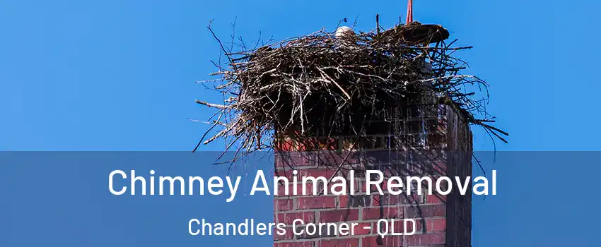 Chimney Animal Removal Chandlers Corner - QLD
