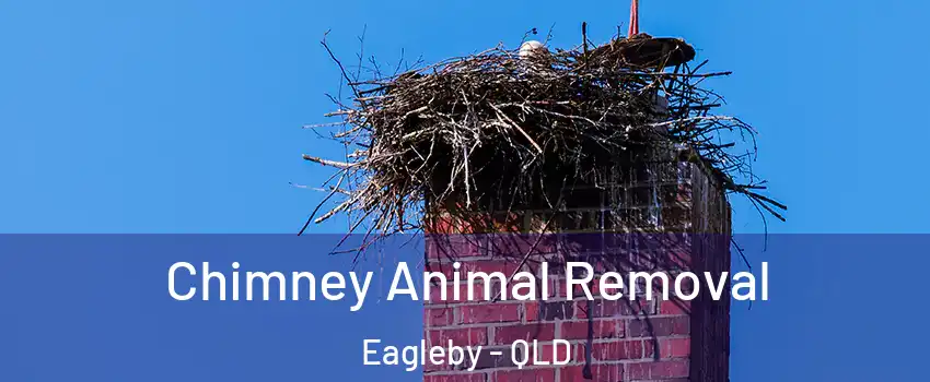 Chimney Animal Removal Eagleby - QLD
