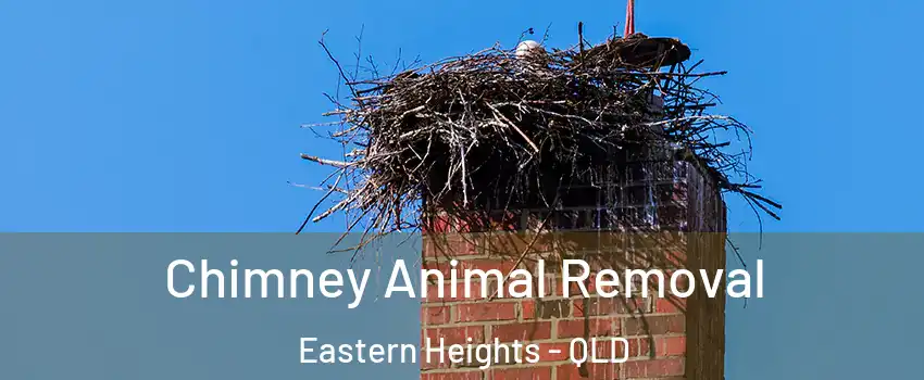 Chimney Animal Removal Eastern Heights - QLD