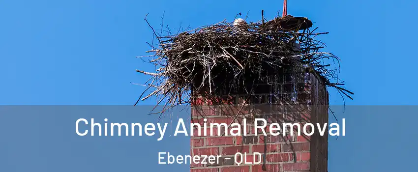 Chimney Animal Removal Ebenezer - QLD