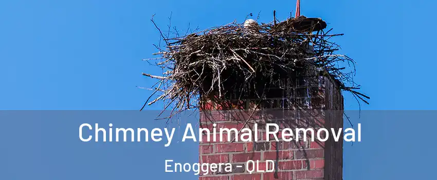 Chimney Animal Removal Enoggera - QLD