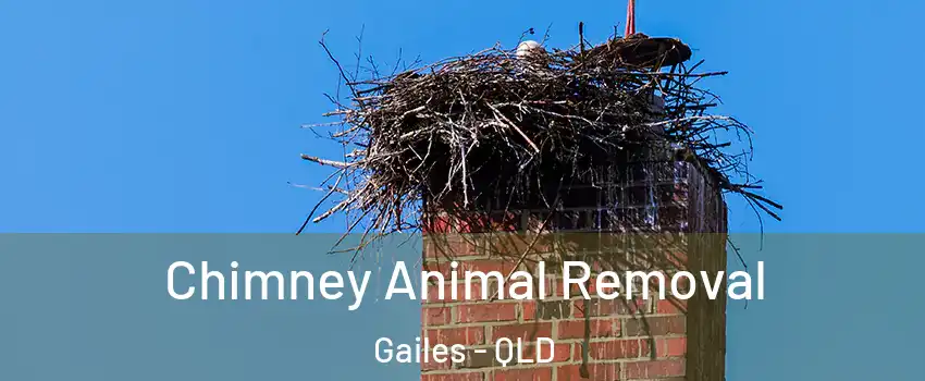 Chimney Animal Removal Gailes - QLD