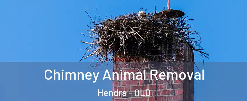 Chimney Animal Removal Hendra - QLD