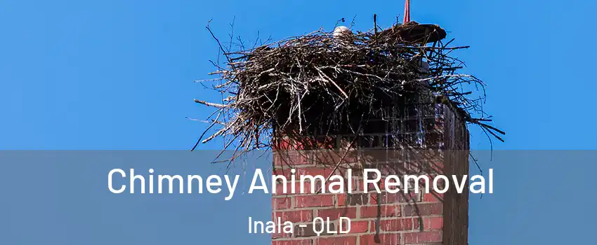 Chimney Animal Removal Inala - QLD
