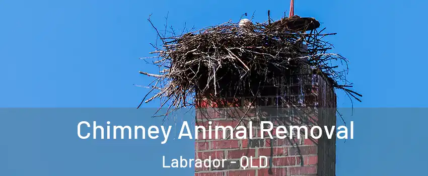 Chimney Animal Removal Labrador - QLD