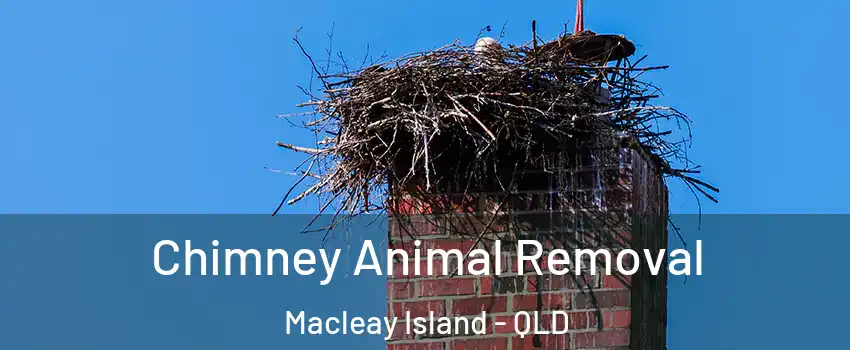 Chimney Animal Removal Macleay Island - QLD