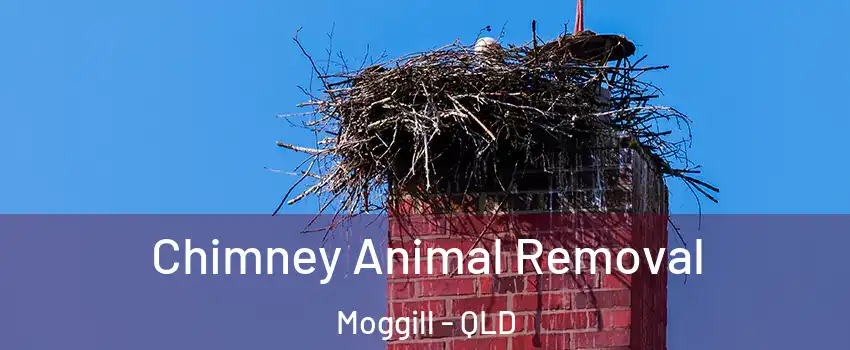 Chimney Animal Removal Moggill - QLD