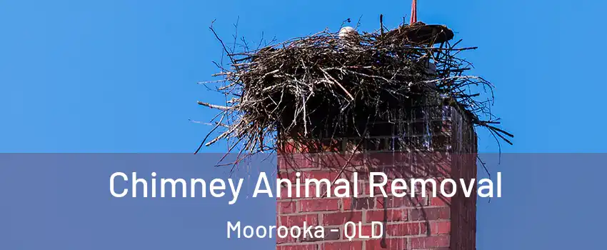 Chimney Animal Removal Moorooka - QLD