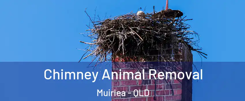 Chimney Animal Removal Muirlea - QLD