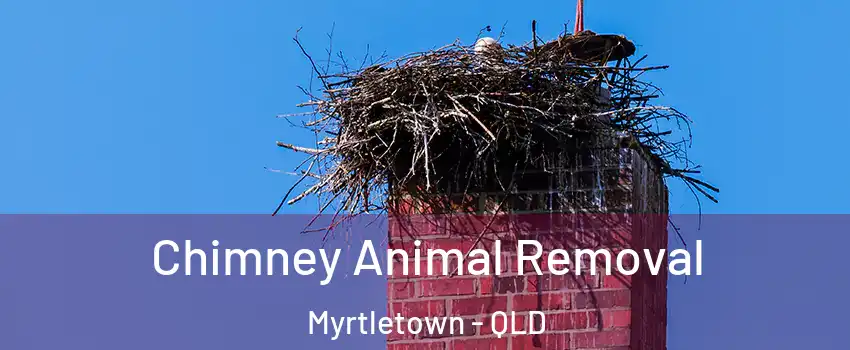  Chimney Animal Removal Myrtletown - QLD