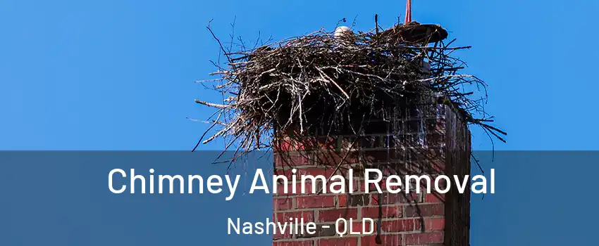 Chimney Animal Removal Nashville - QLD