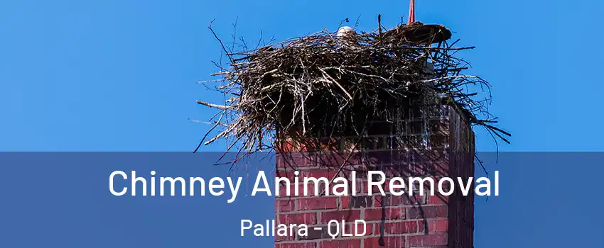  Chimney Animal Removal Pallara - QLD