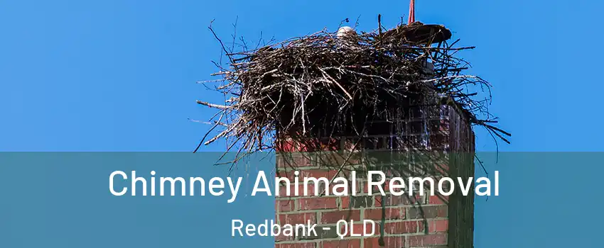  Chimney Animal Removal Redbank - QLD