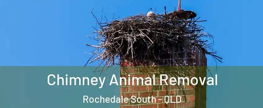 Chimney Animal Removal Rochedale South - QLD