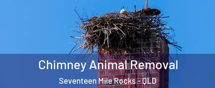 Chimney Animal Removal Seventeen Mile Rocks - QLD