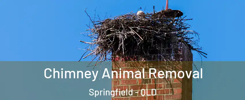 Chimney Animal Removal Springfield - QLD