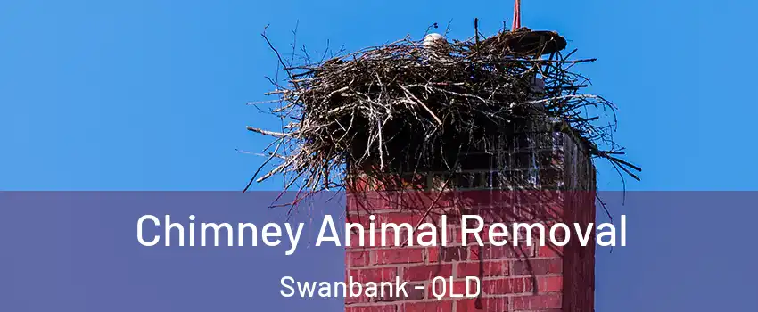 Chimney Animal Removal Swanbank - QLD