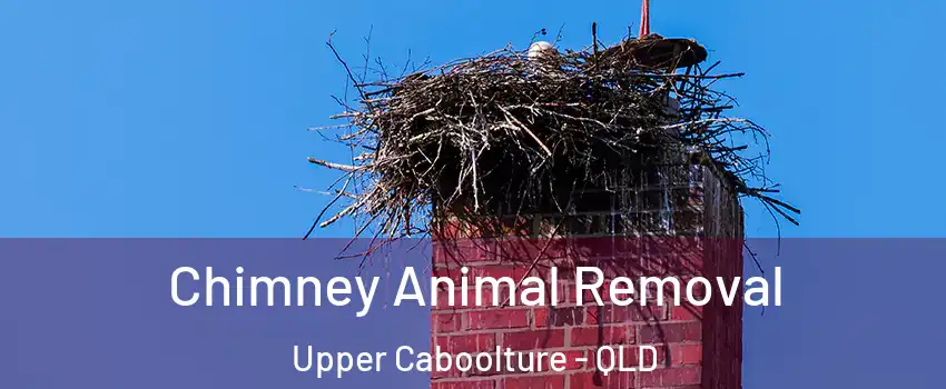 Chimney Animal Removal Upper Caboolture - QLD
