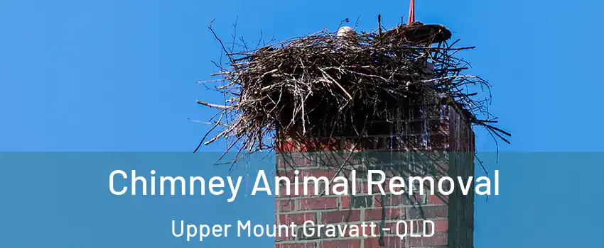  Chimney Animal Removal Upper Mount Gravatt - QLD