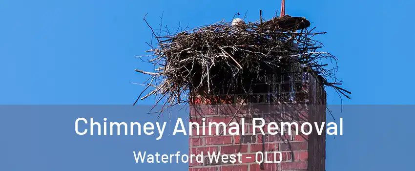 Chimney Animal Removal Waterford West - QLD