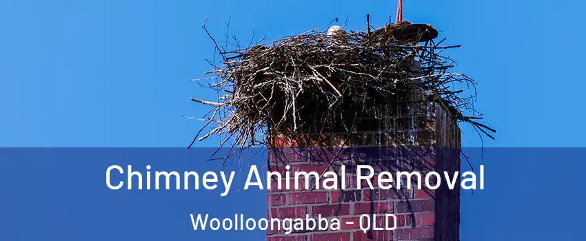 Chimney Animal Removal Woolloongabba - QLD